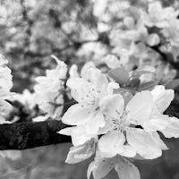 black and white photo of white blossoms on a tree